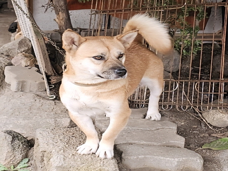 보호중 믹스견의 가…