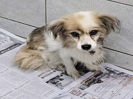 원주시동물보호센터_442419202500674