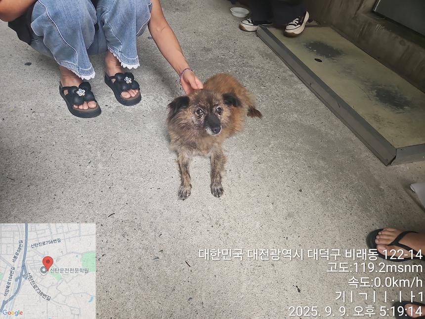 보호중 푸들의 가족…