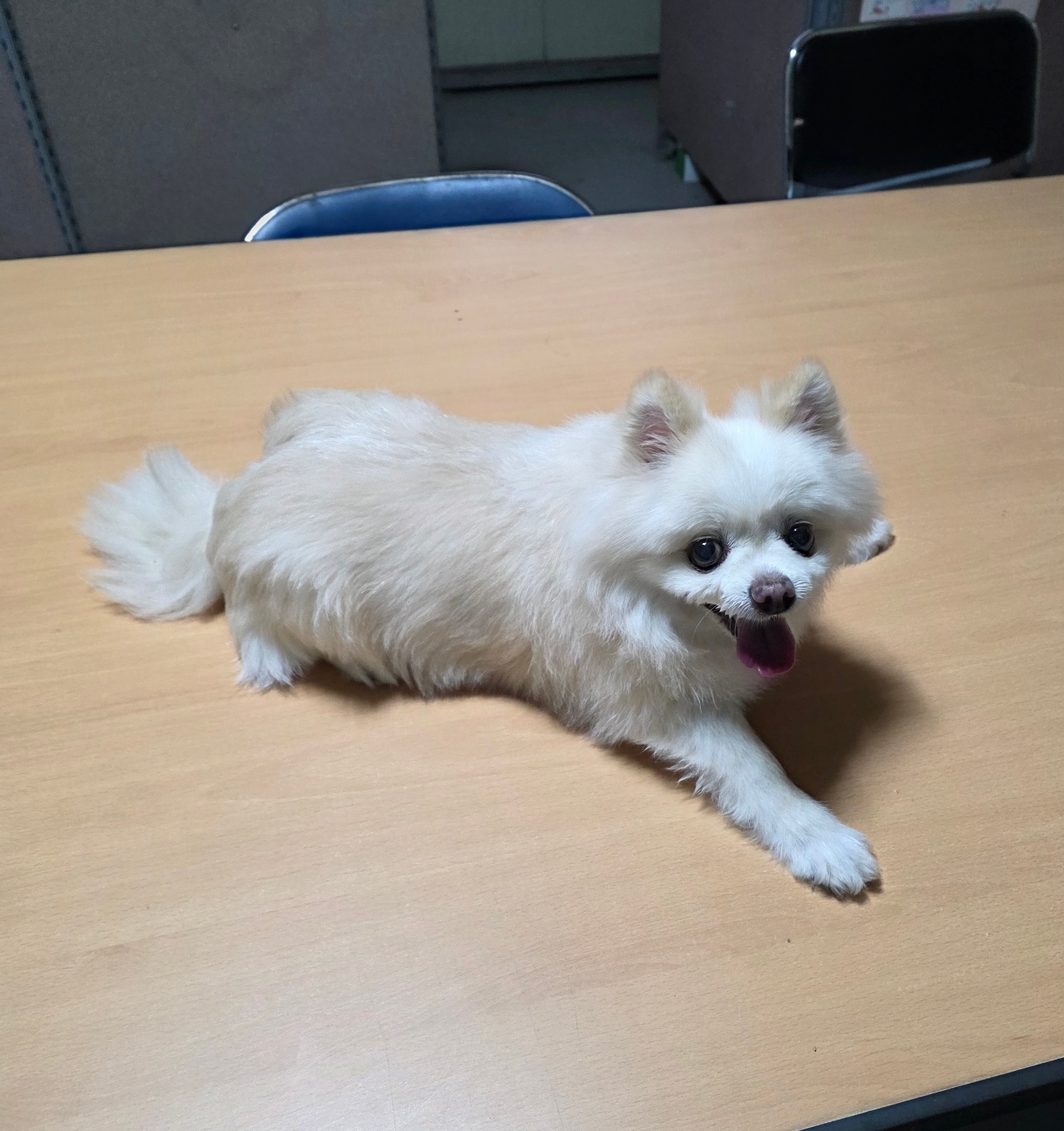 보호중 포메라니안의…