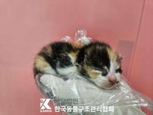 보호중 한국 고양이…