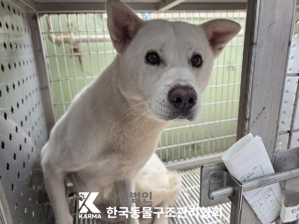 보호중 믹스견의 가…
