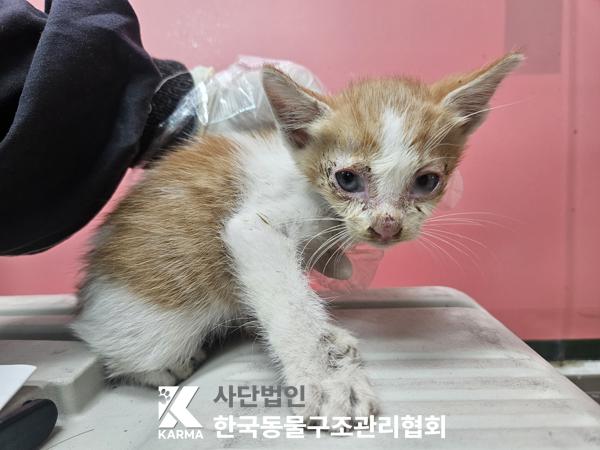 종료(자연사) 한국…