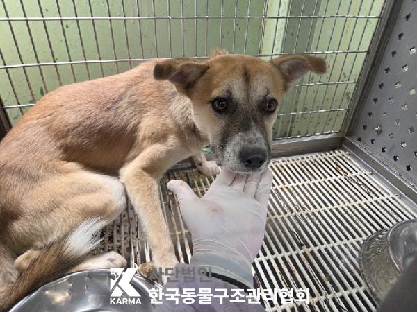 한국동물구조관리협회_441409202501290