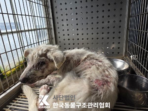 보호중 믹스견의 가…