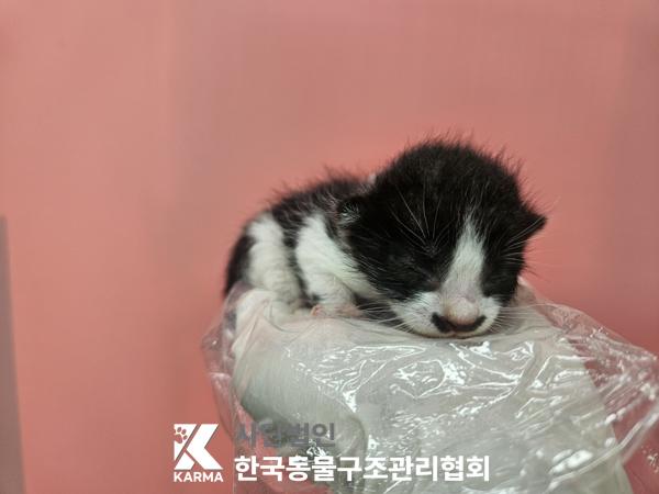 보호중 한국 고양이…