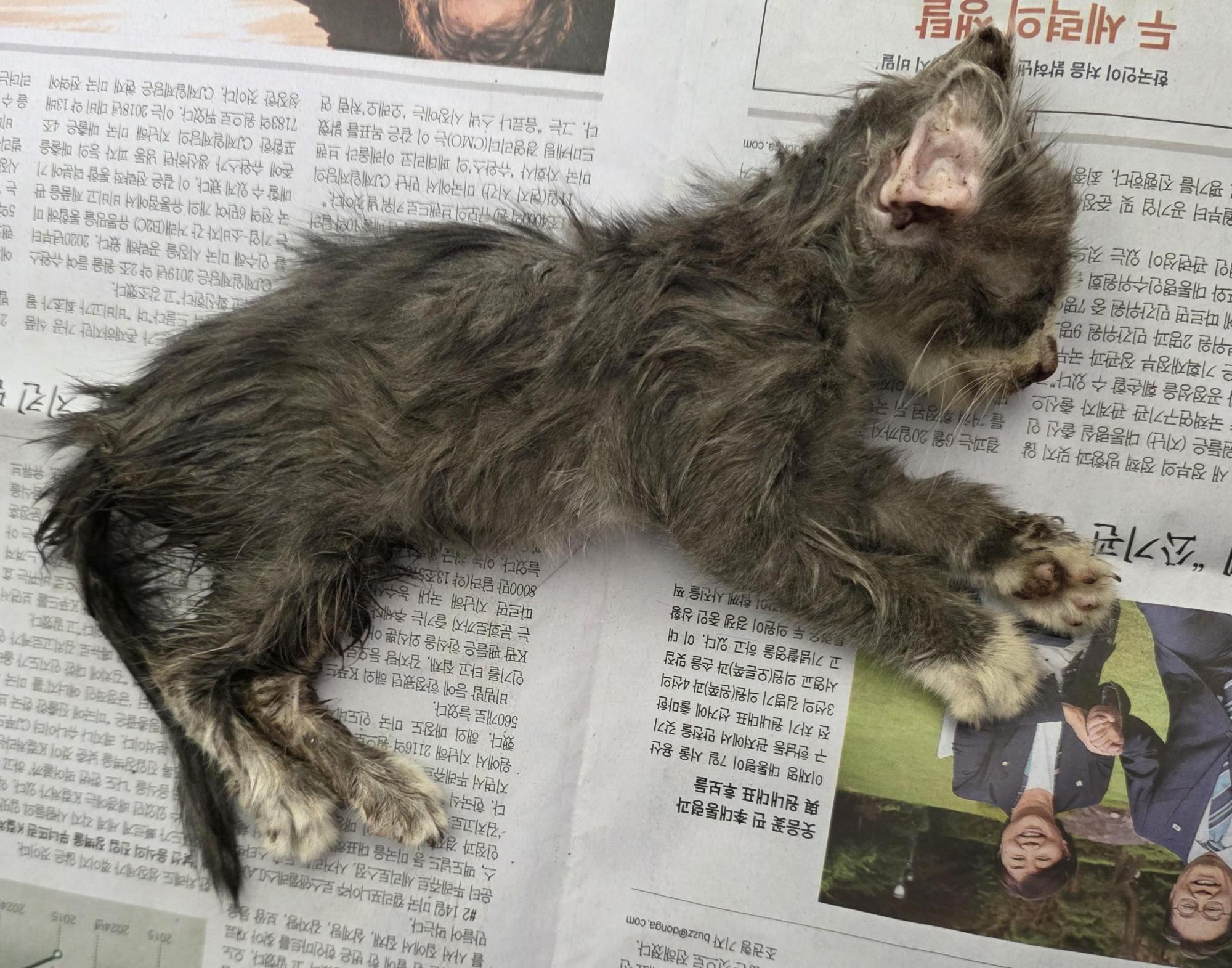 대구유기동물보호협회_427347202500713