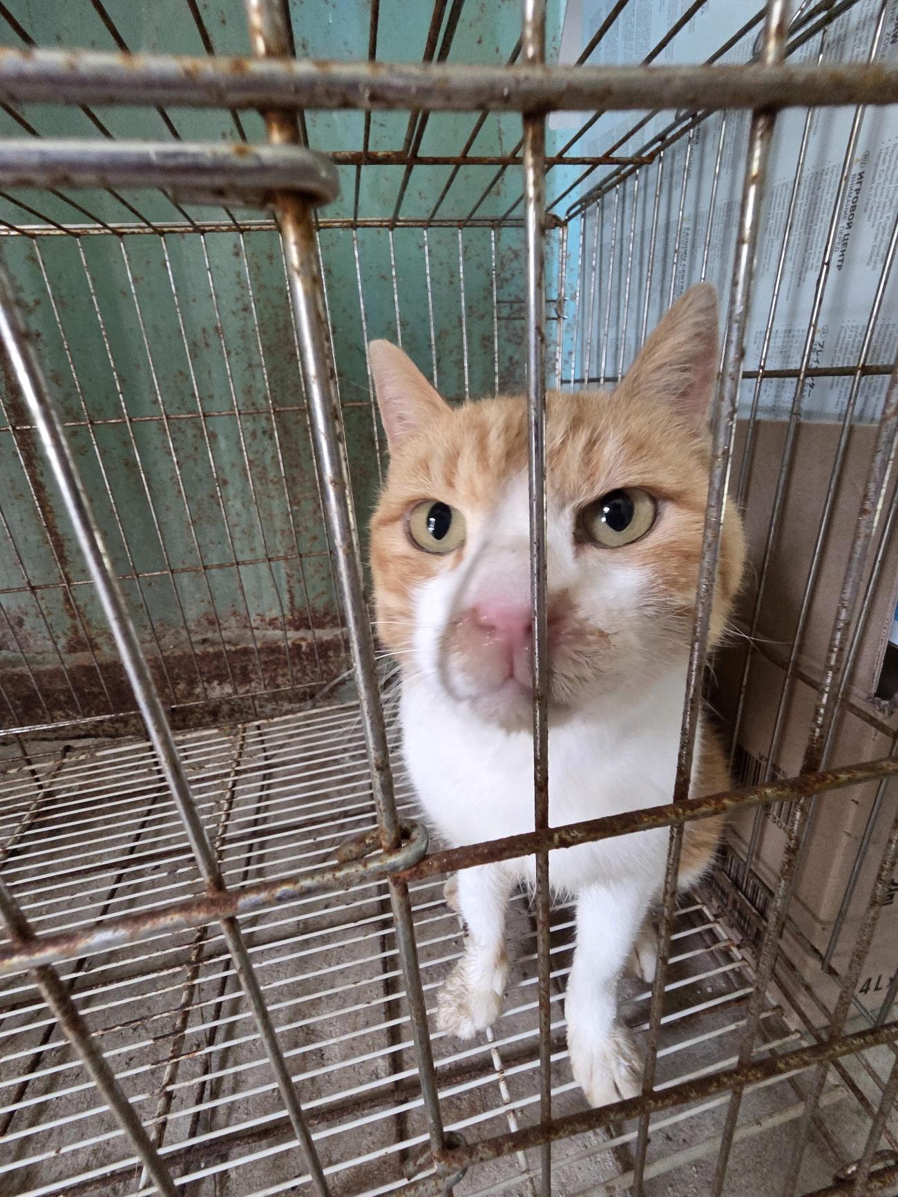 보호중 한국 고양이…