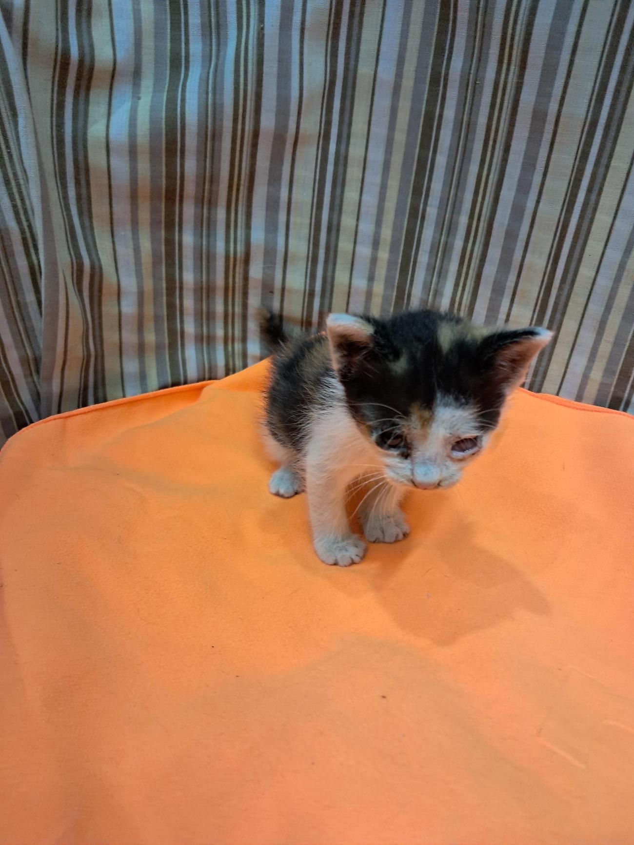 보호중 한국 고양이…