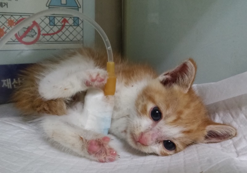 보호중 한국 고양이…