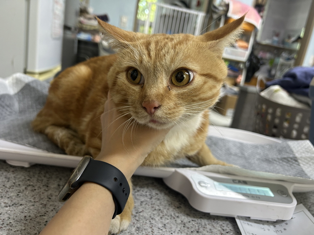 광주동물보호센터_429361202500587