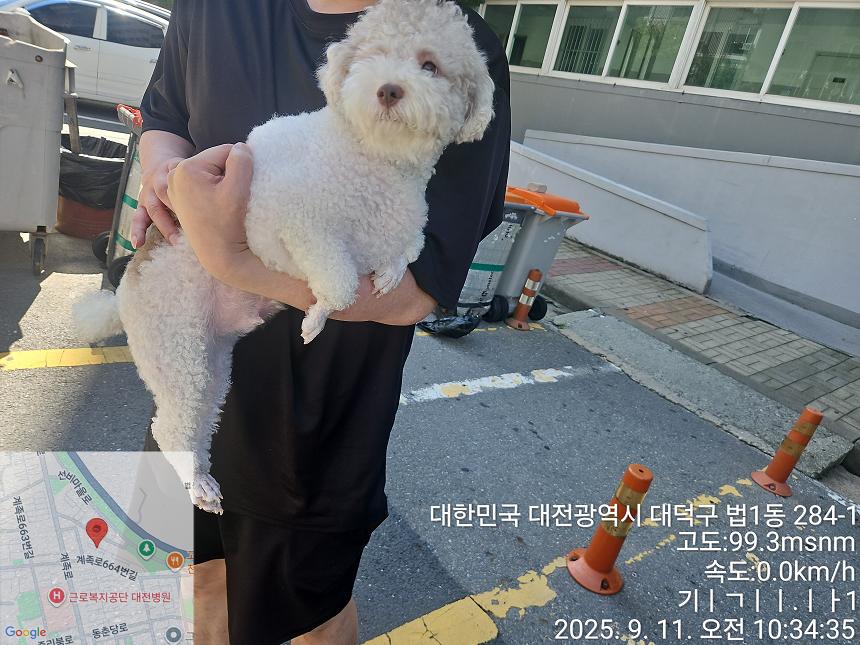 보호중 푸들의 가족…