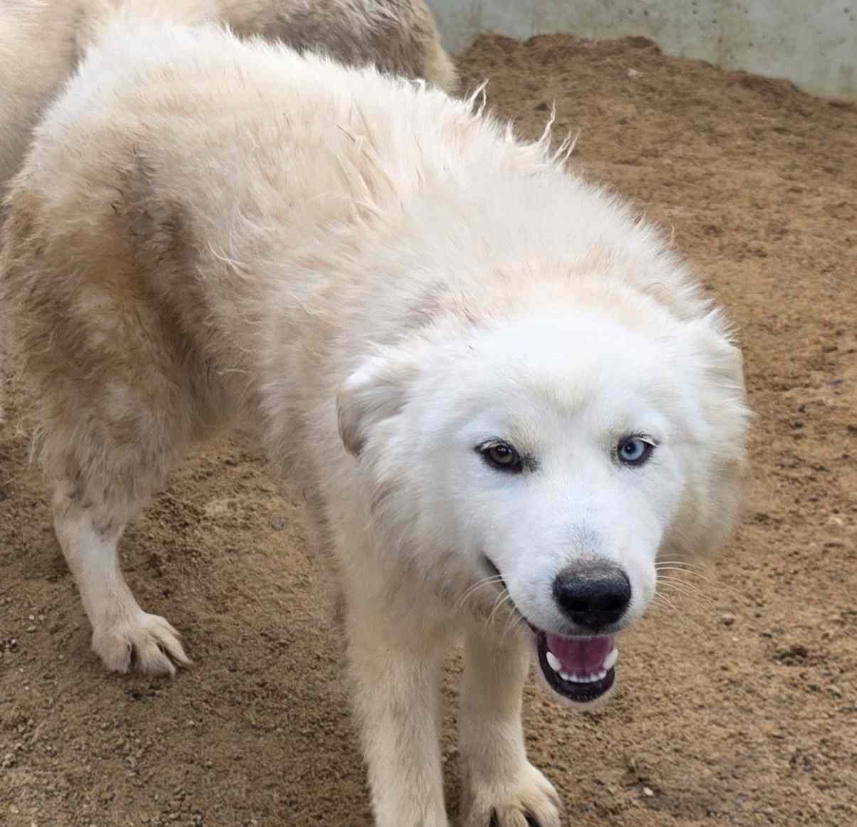 담양군 동물보호센터_446485202500670