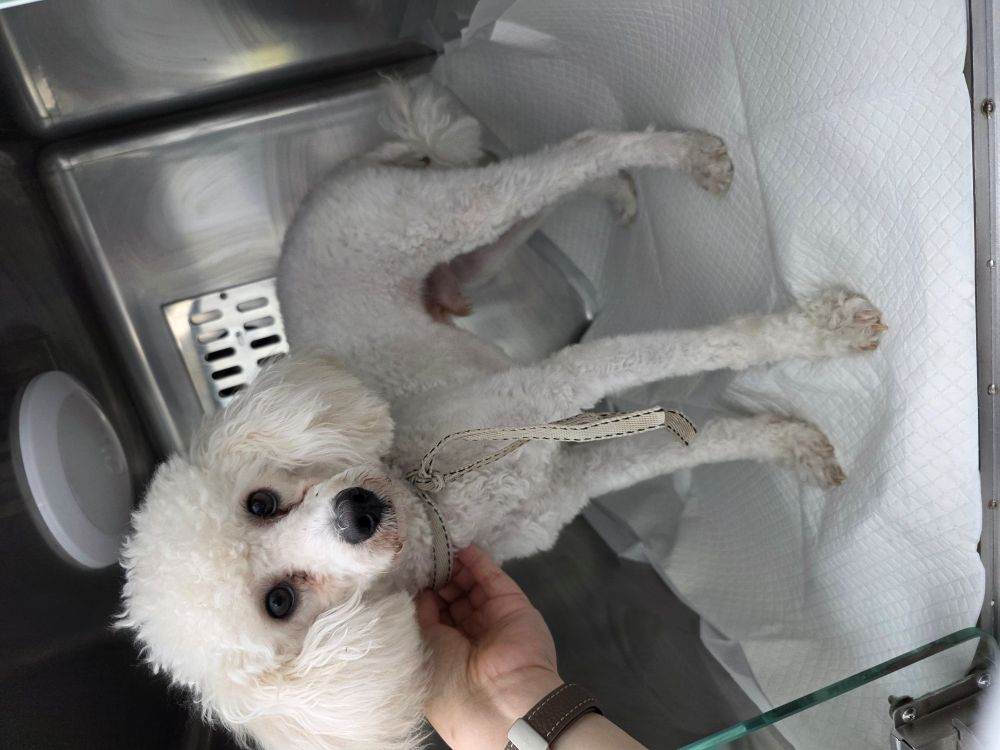 전남 담양 수북면에서 푸들 발견 보호