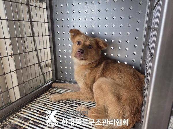 보호중 믹스견의 가…