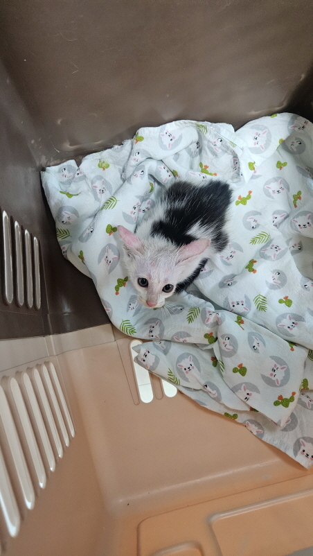 보호중 한국 고양이…