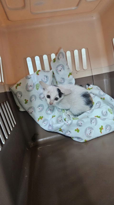 익산유기동물보호소_445468202502611