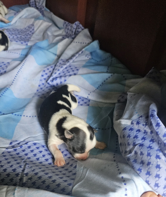 익산유기동물보호소_445468202502607