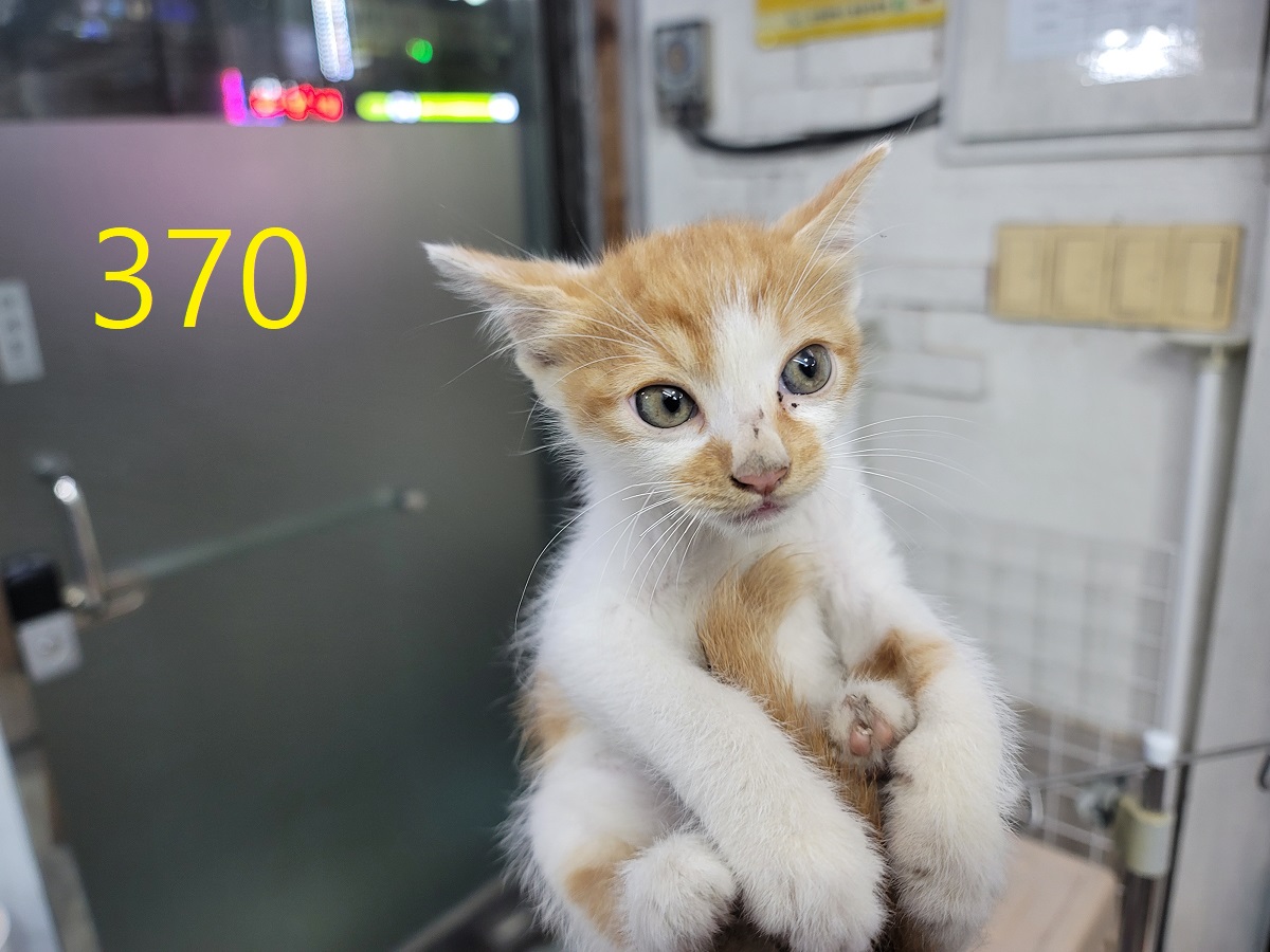 신영재동물병원_428355202500587