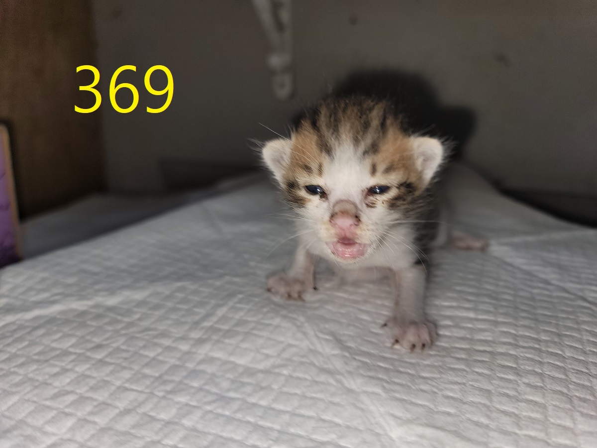신영재동물병원_428355202500586