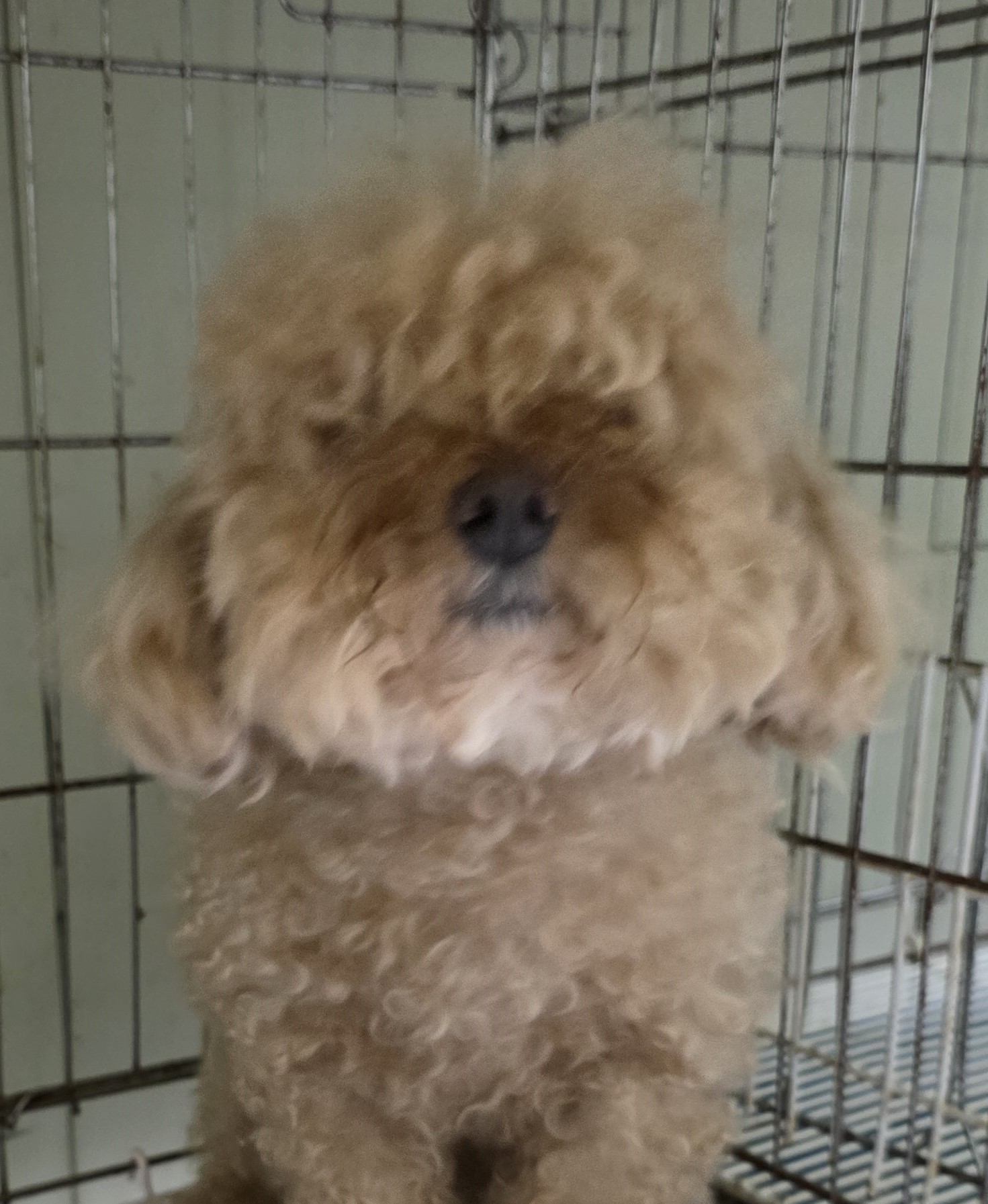 대구유기동물보호센터_427342202500680