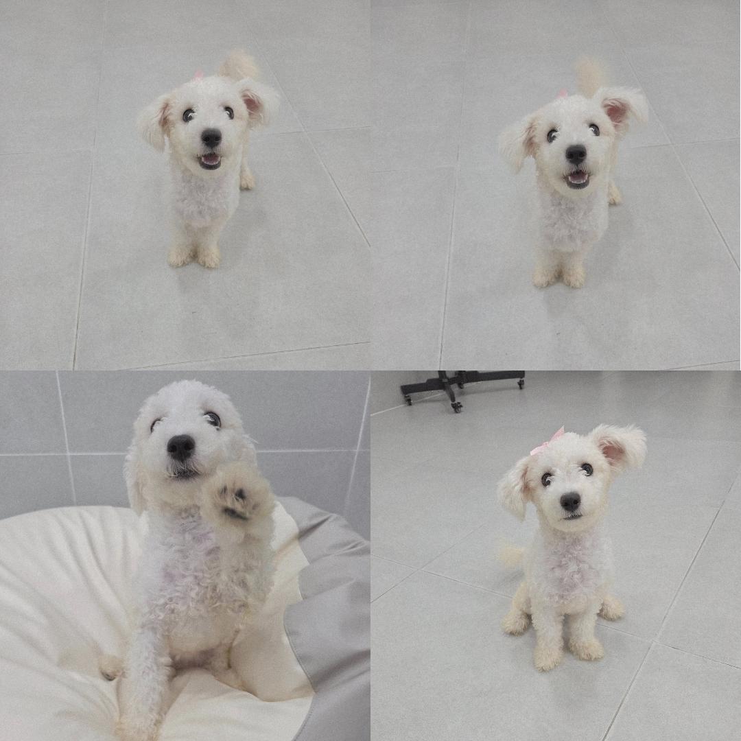 보호중 비숑 프리제…
