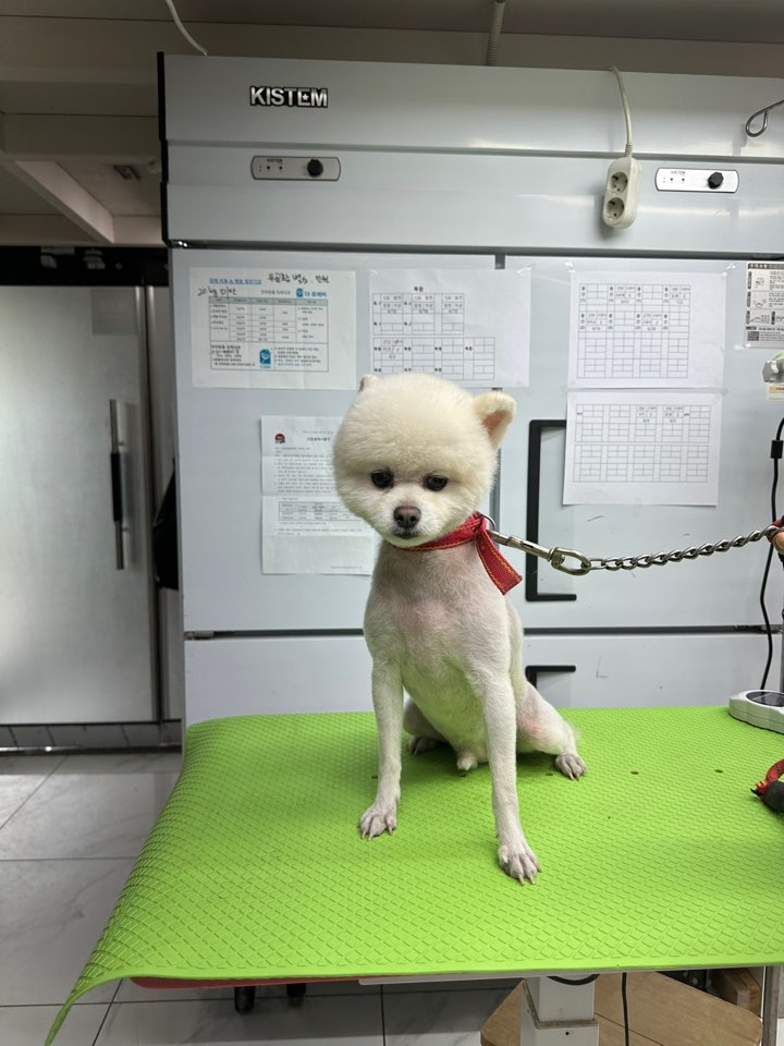 보호중 포메라니안의…