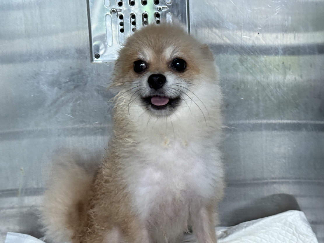 보호중 포메라니안의…