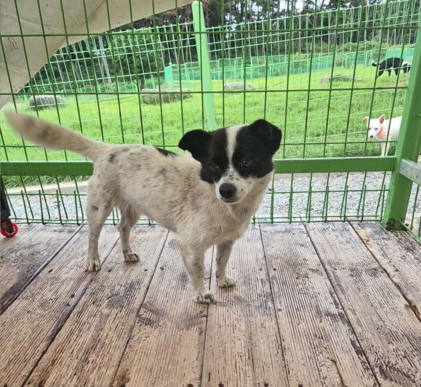 군산유기동물보호센터_445467202501603