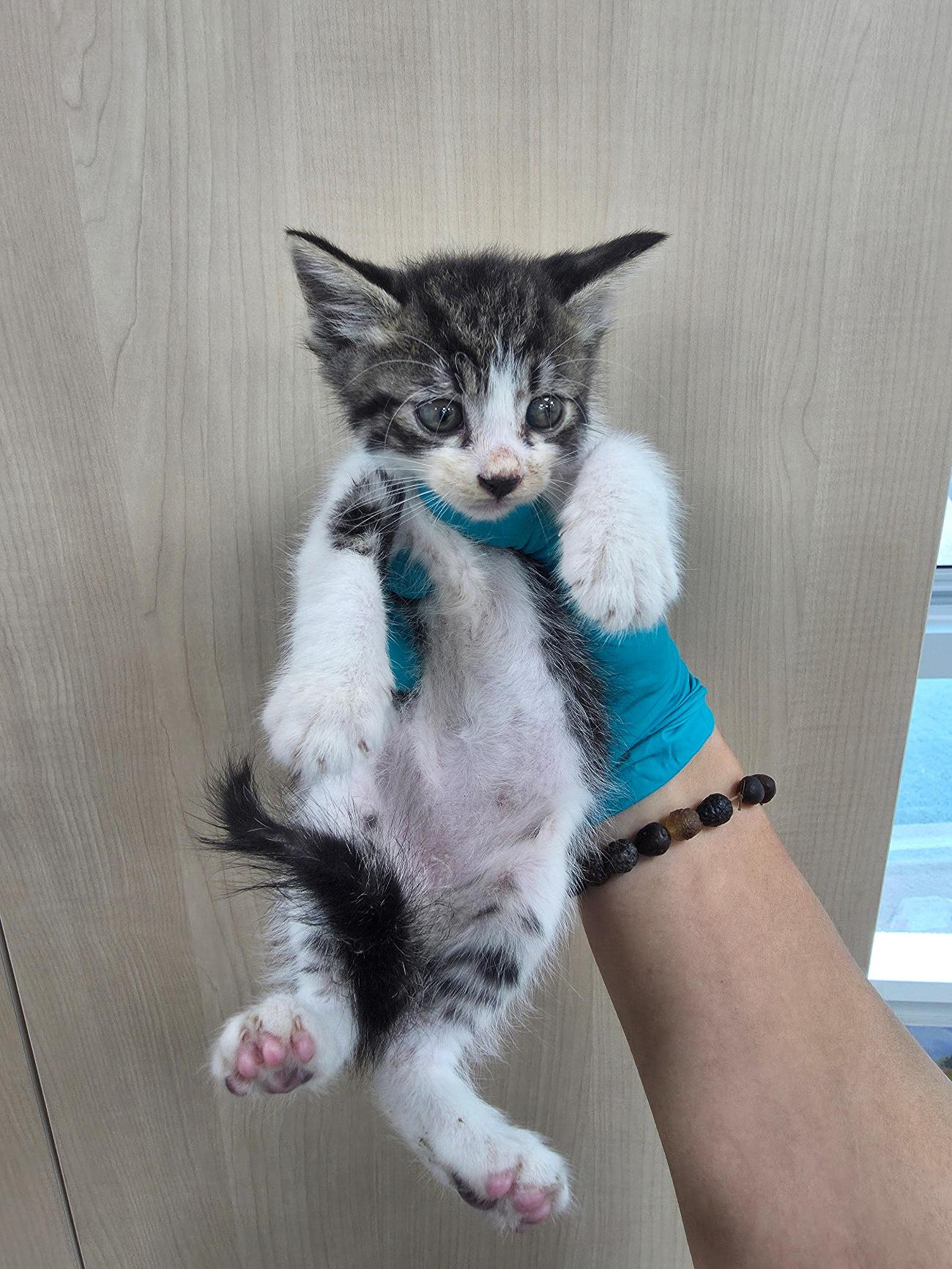 보호중 한국 고양이…