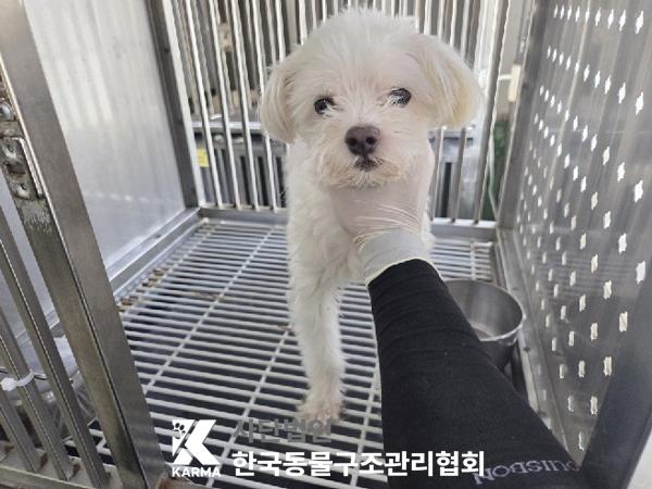 종료(반환) 말티즈…