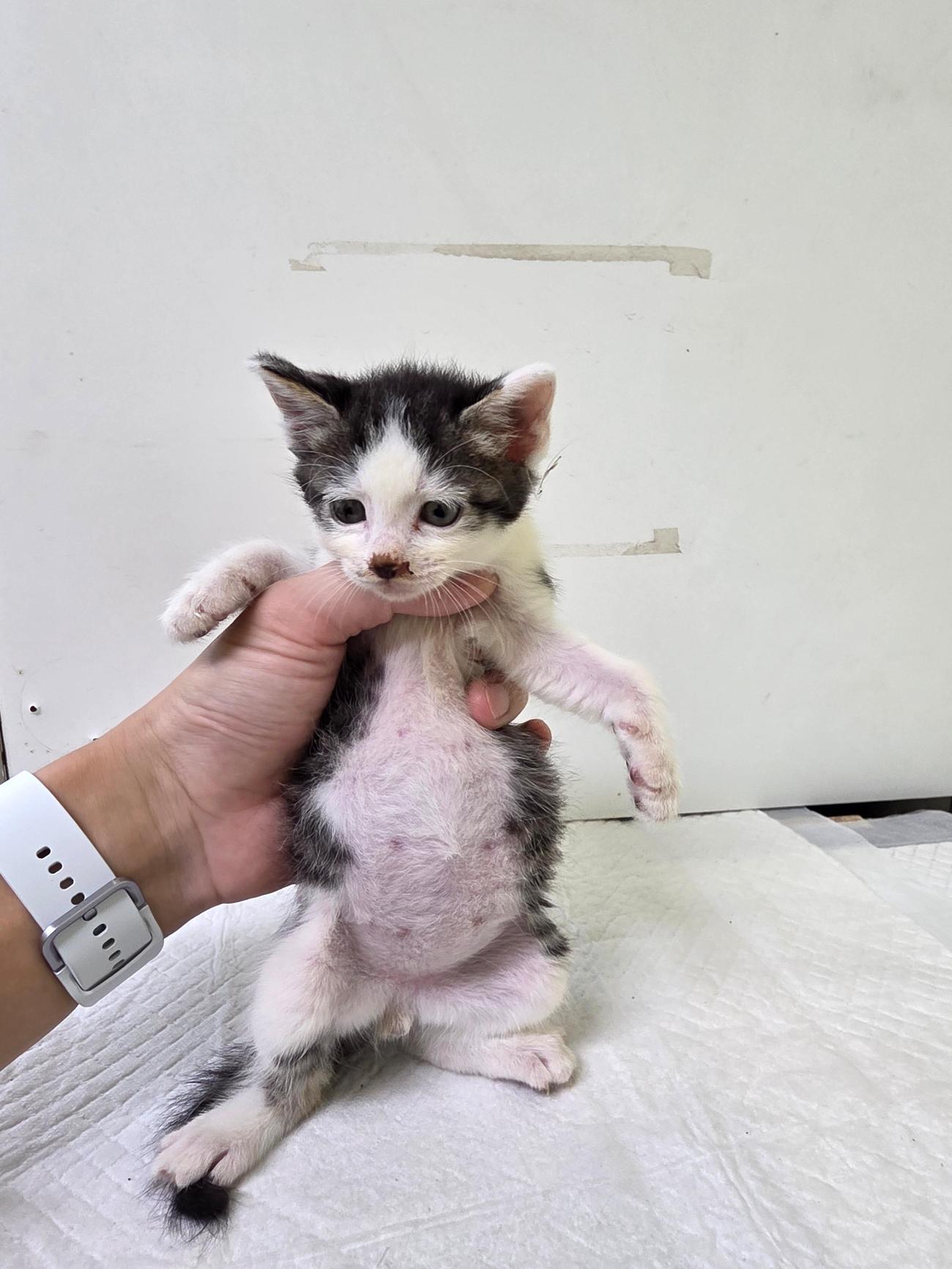 보호중 한국 고양이…