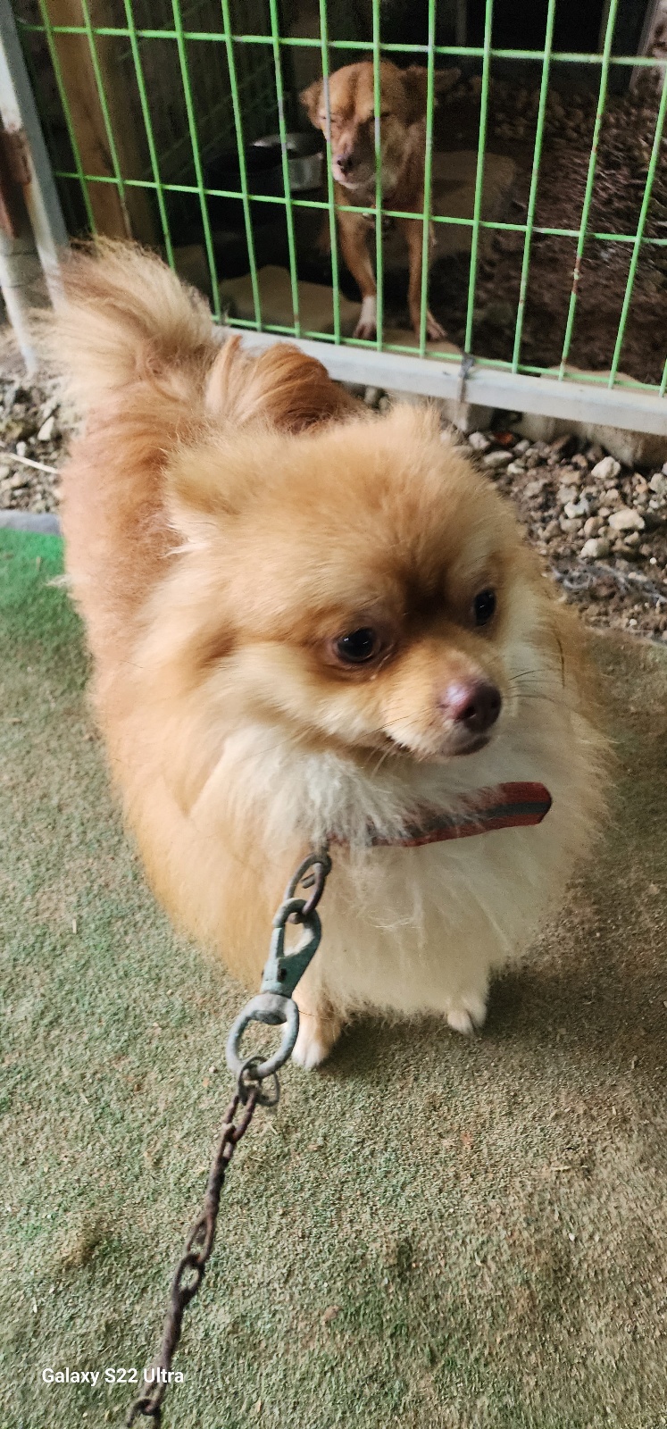 보호중 포메라니안의…