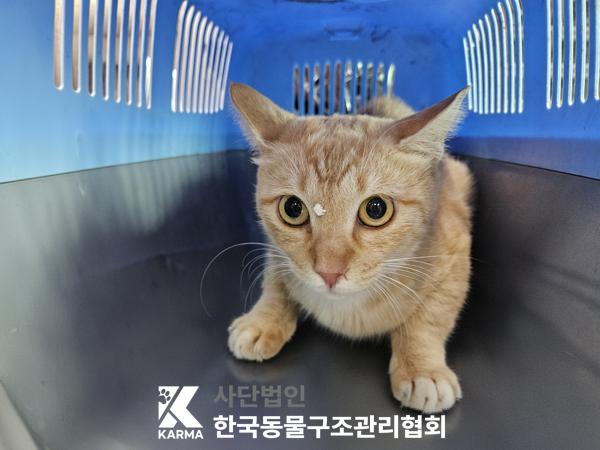 보호중 한국 고양이…