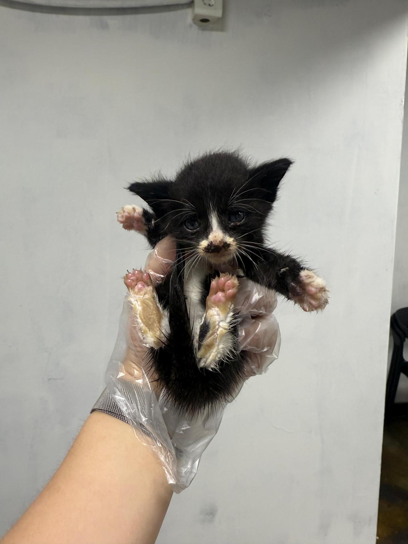 보호중 한국 고양이…