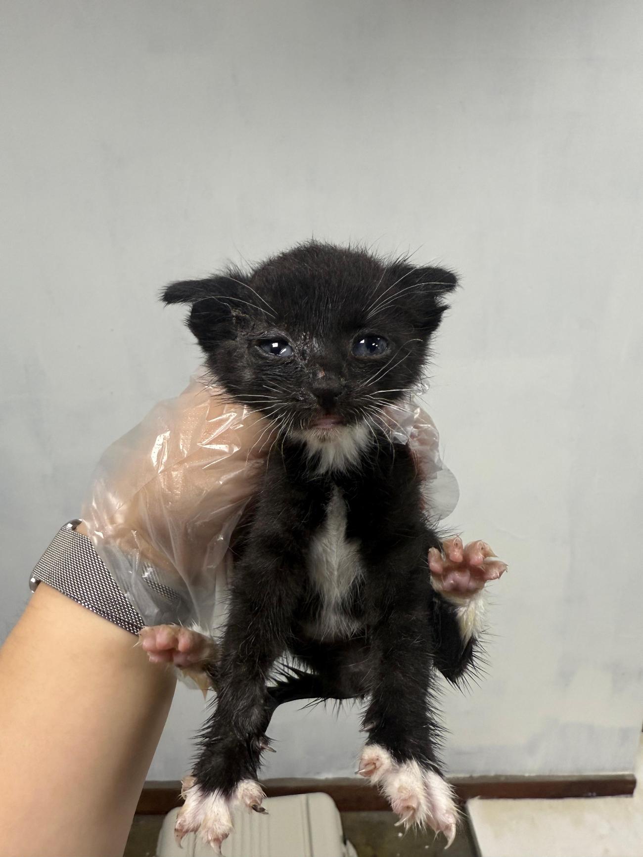 보호중 한국 고양이…