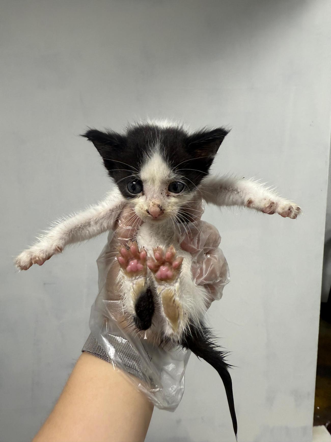 보호중 한국 고양이…