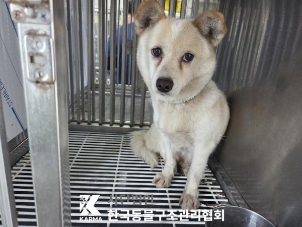 한국동물구조관리협회_441409202501297