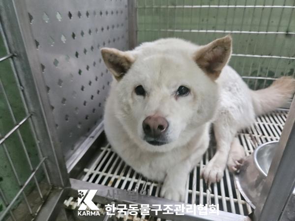 보호중 시바의 가족…