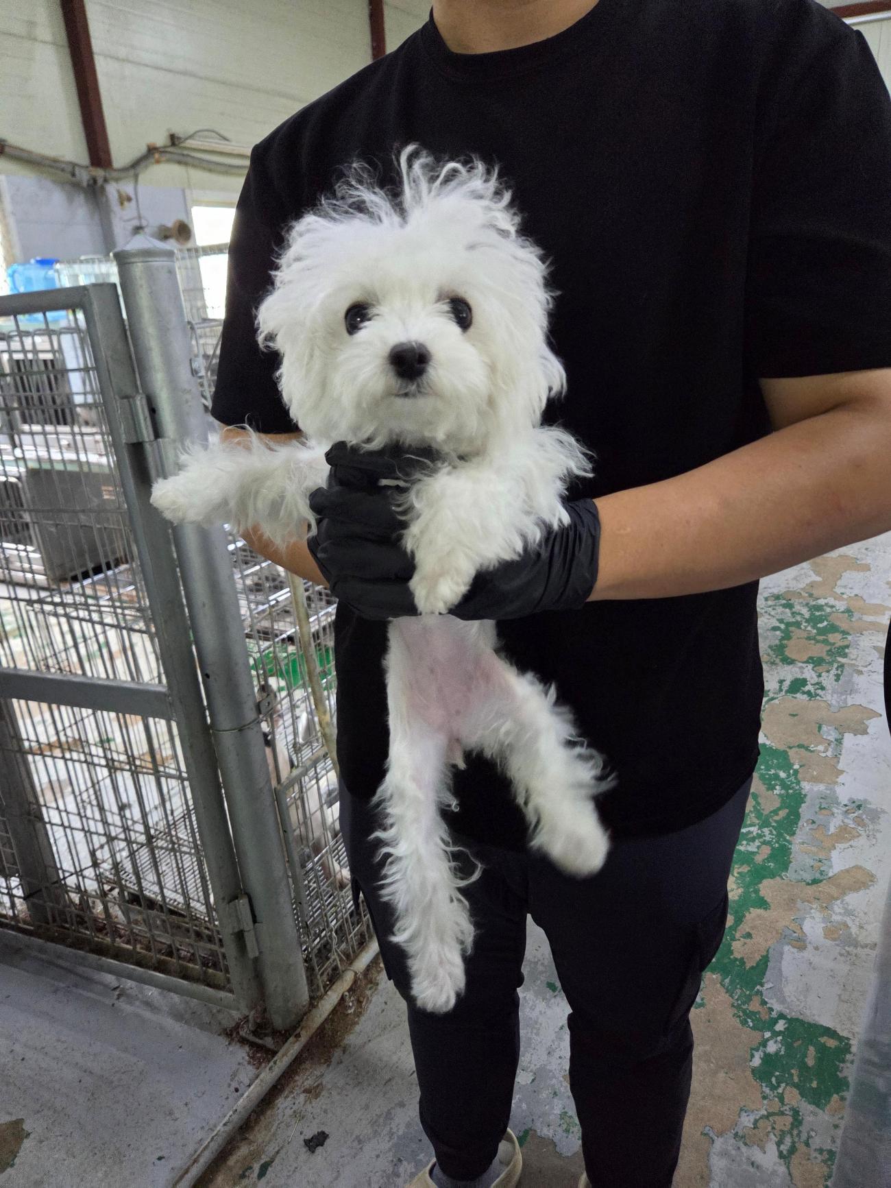 보호중 말티즈의 가…