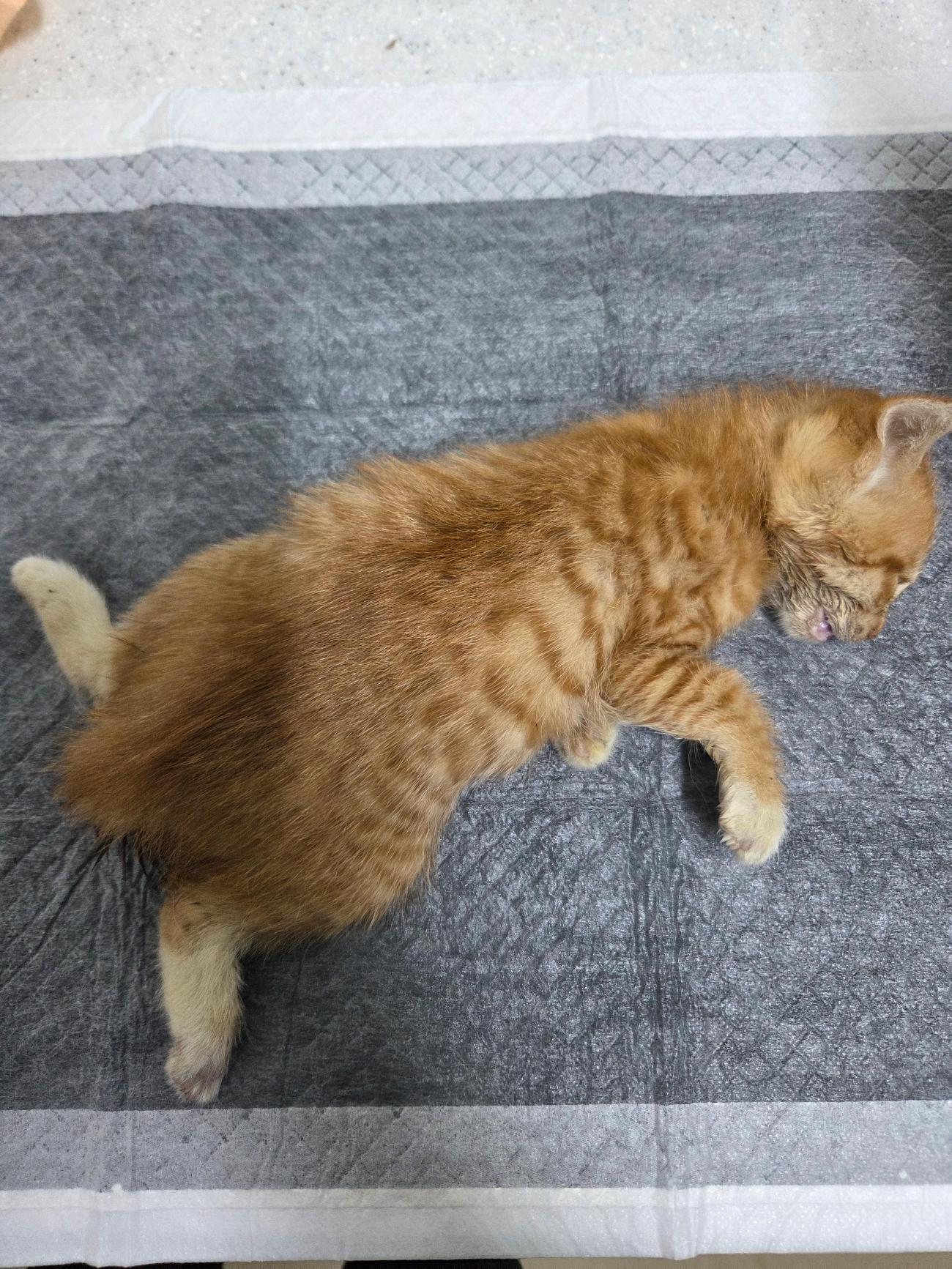 종료(자연사) 한국…