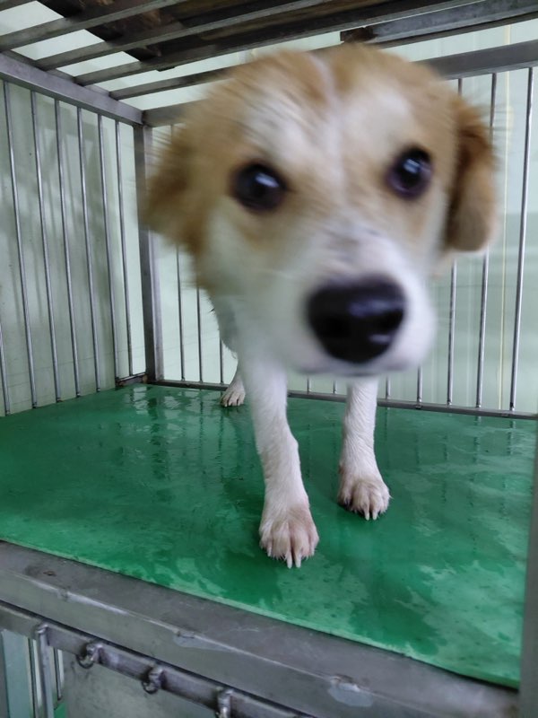 보령시유기동물보호소_444451202500880