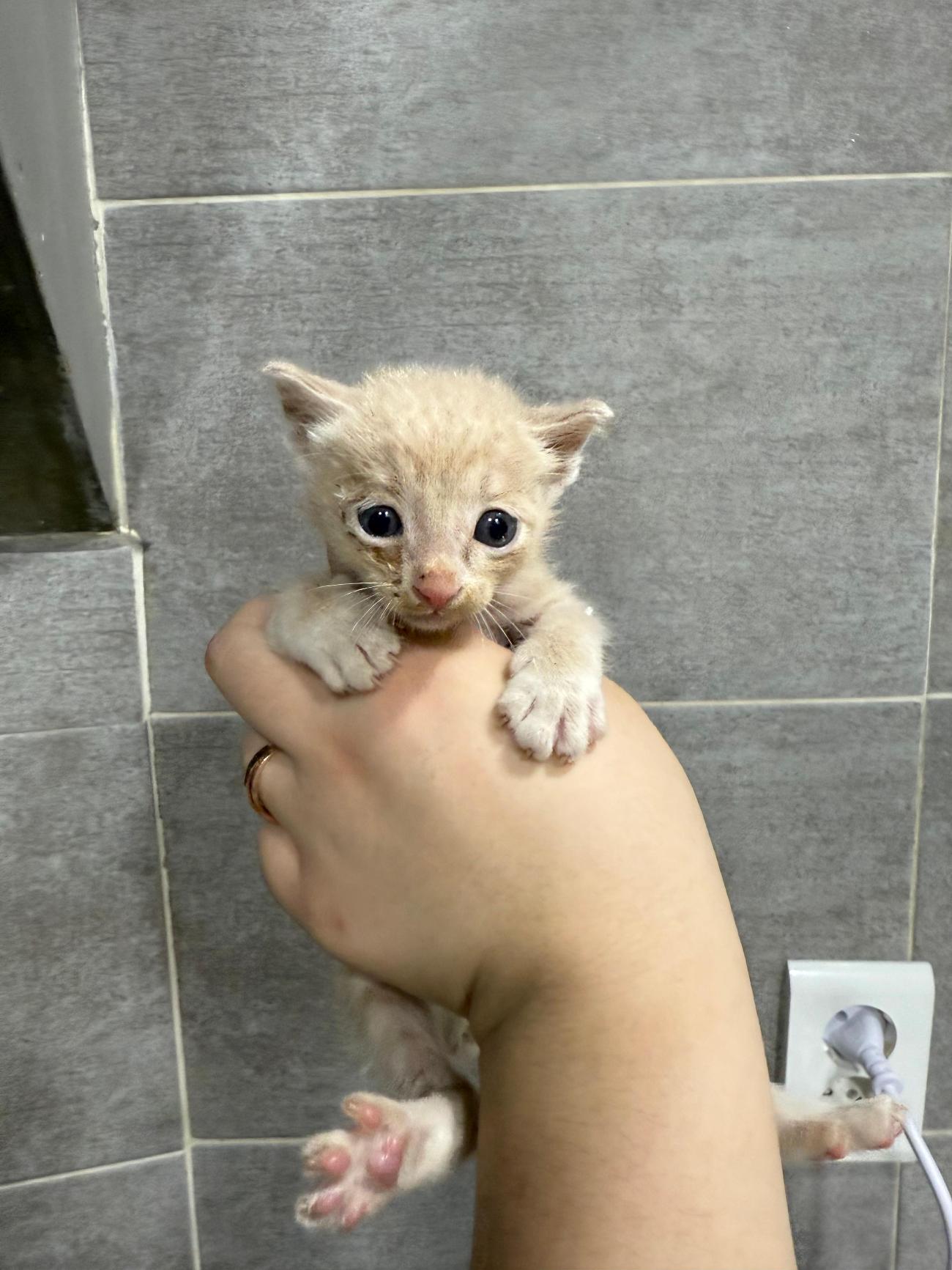 울산유기동물입양센터_431371202500430