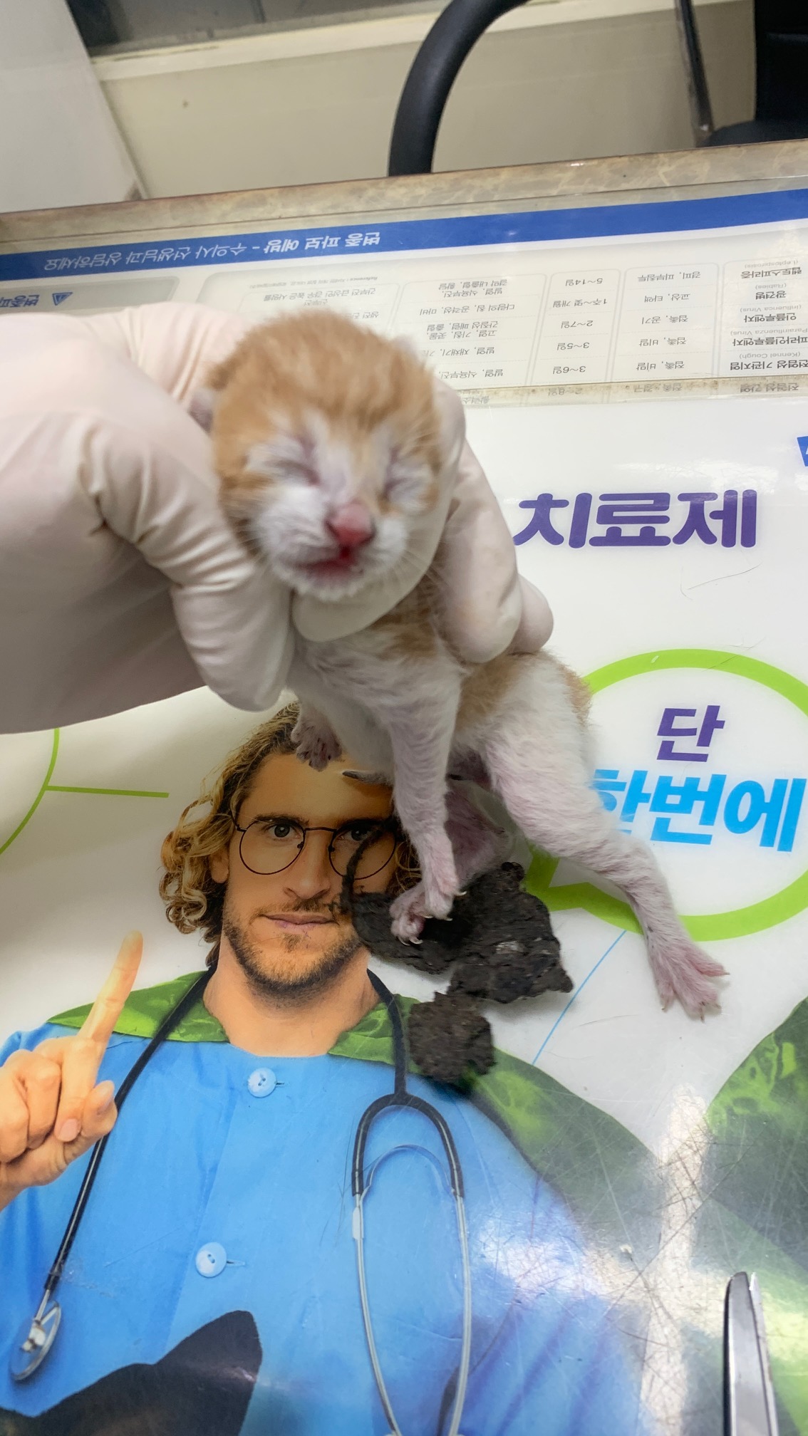 보호중 한국 고양이…