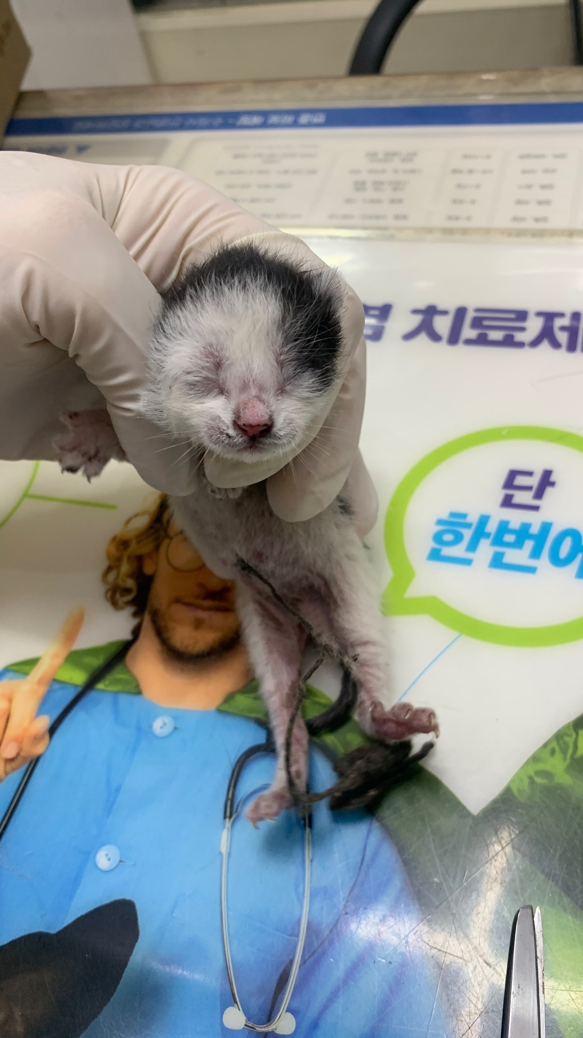 보호중 한국 고양이…