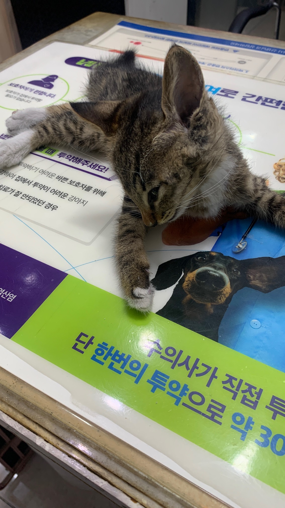 보호중 한국 고양이…