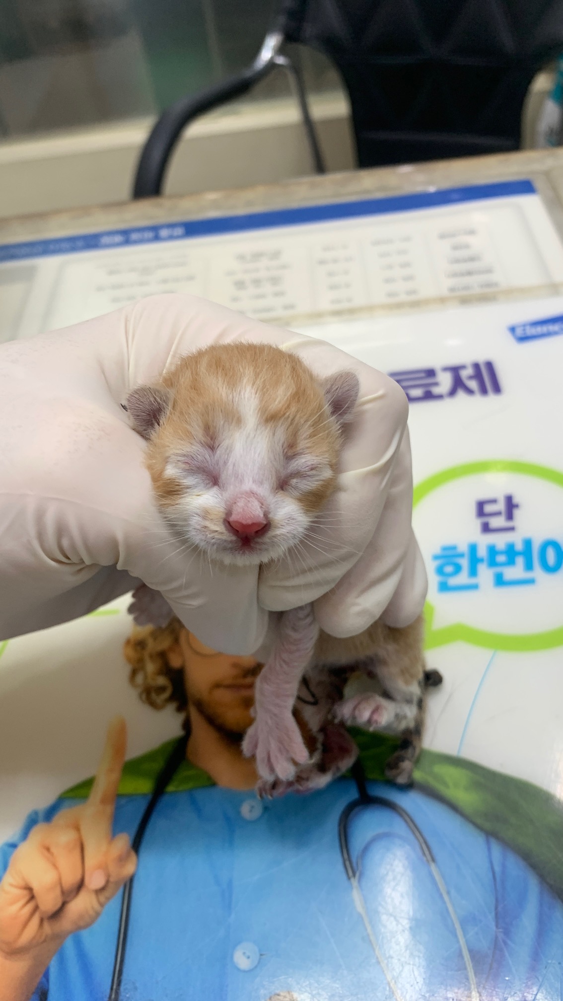 보호중 한국 고양이…