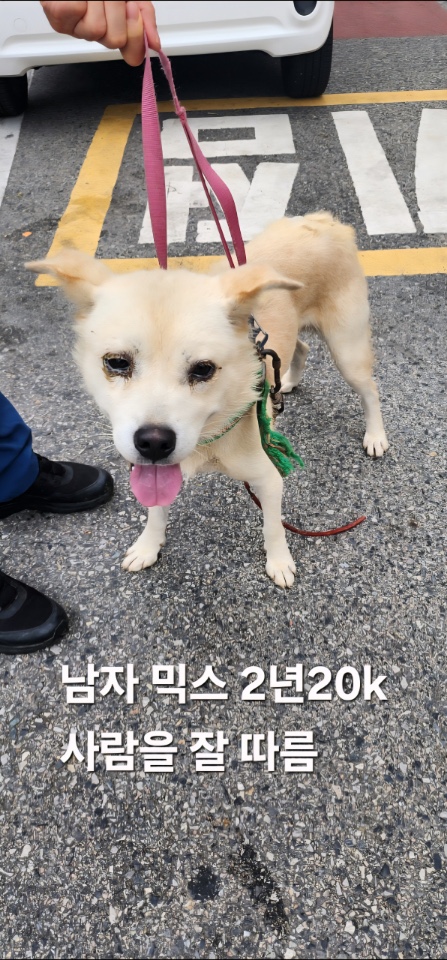 보호중 믹스견의 가…