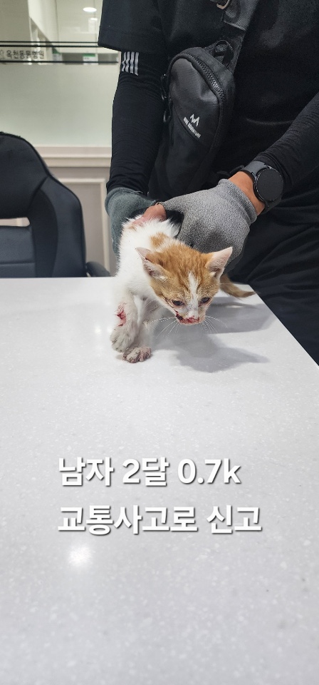 옥천동물병원_443443202500636