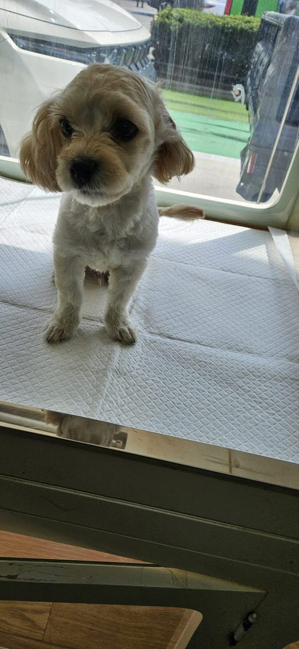둔촌동물병원_411324202500497